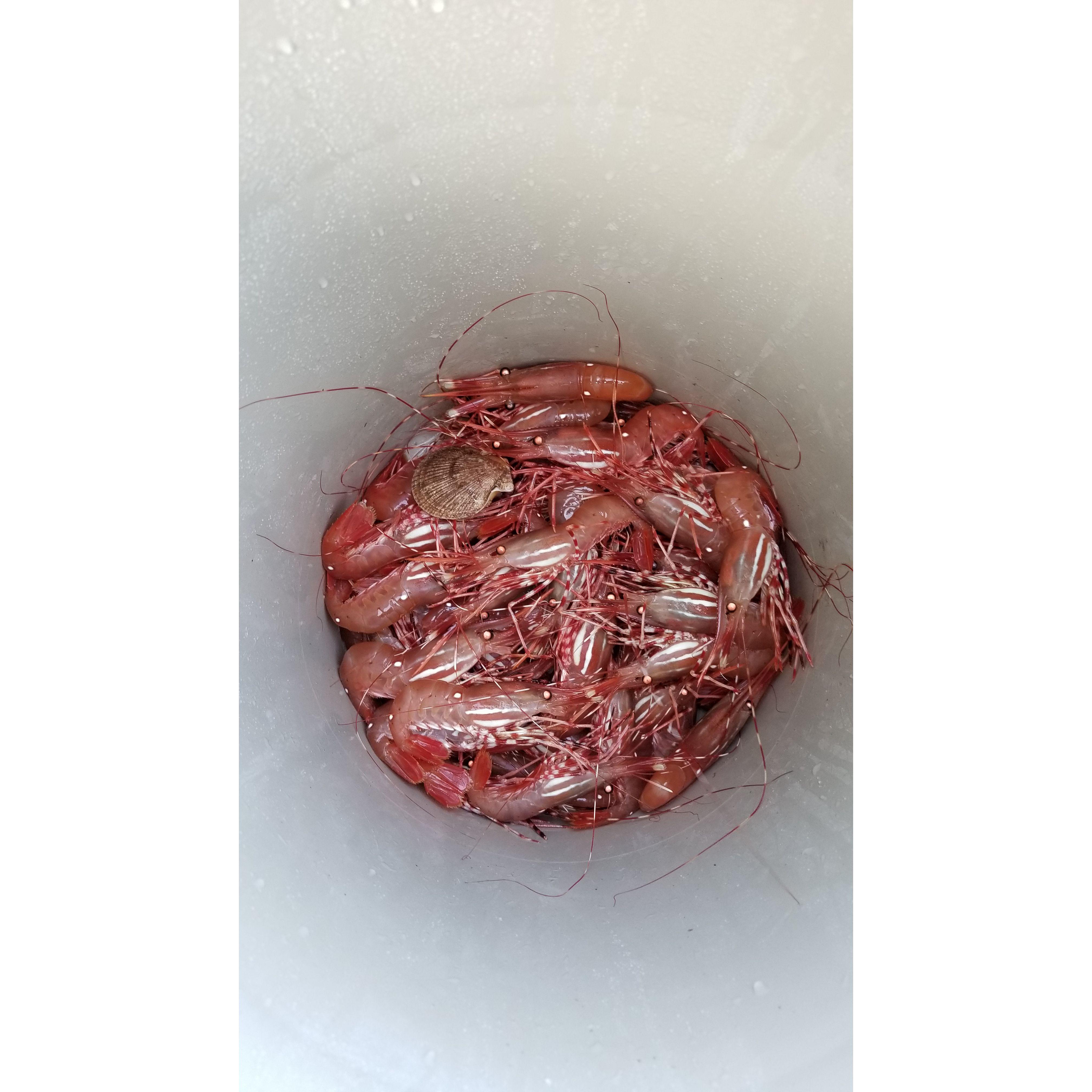 Beautiful fresh caught spot prawns