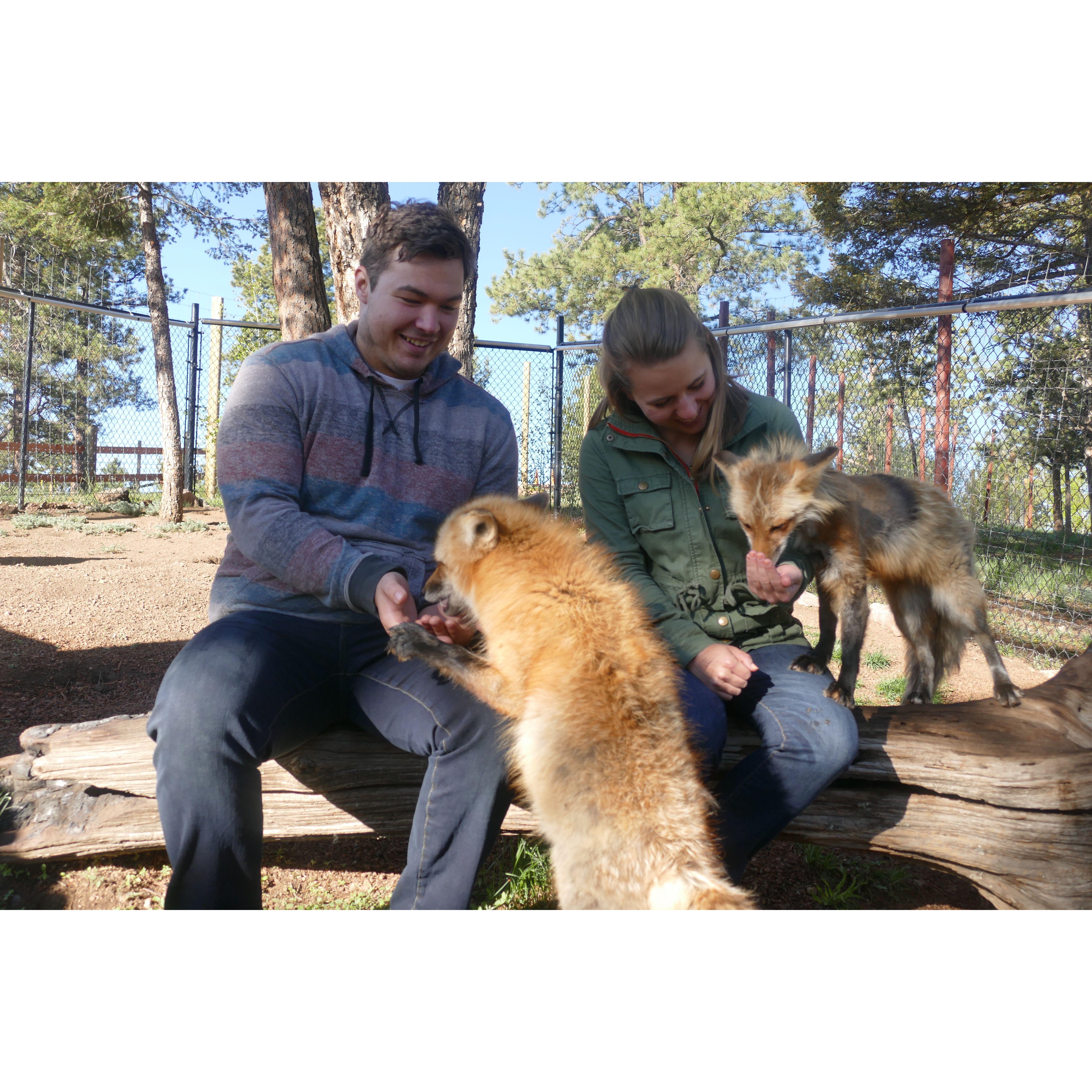 Feeding the foxes and wolves near Florissant, CO