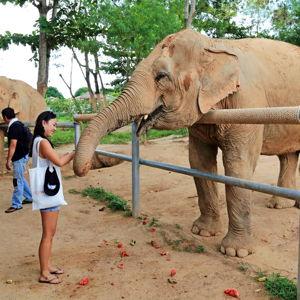 Elephant Sanctuary in Thailand