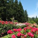 International Rose Test Garden