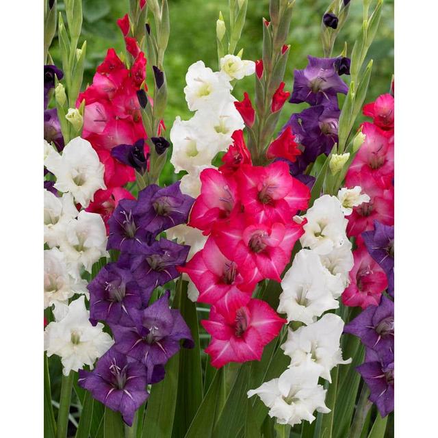 Gladiolus Tropical Passion Blend Bulbs (Set of 25)