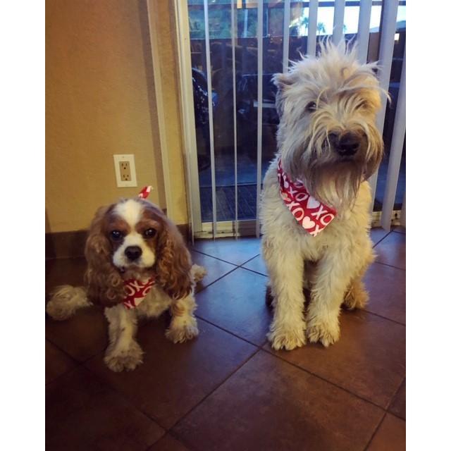 Valentines day cubs