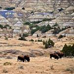 Theodore Roosevelt National Park North Unit