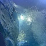 New England Aquarium