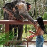 Phuket Elephant Sanctuary