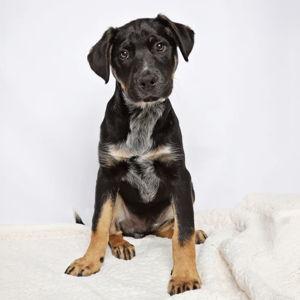 Donate to Humane Society of Utah