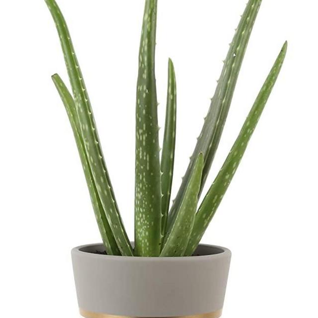 Costa Farms Aloe Vera Live Indoor Plant Ships in Modern Ceramic Planter, 10-Inch Tall, Excellent Gift or Home Décor