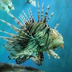 Texas State Aquarium