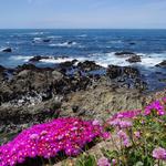 Mendocino Coast Botanical Gardens