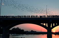 Ann W. Richards Congress Avenue Bridge