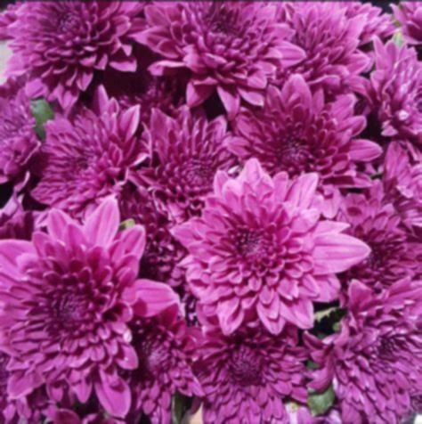 The Wedding Website of Kaitlin Miller and Jacob Spruill