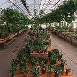 Color Your World Nursery Garden Centers