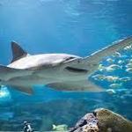 Ripley's Aquarium of the Smokies