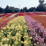Swan Island Dahlias