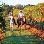Wine Country Trails by Horseback
