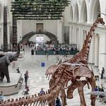 Field Museum