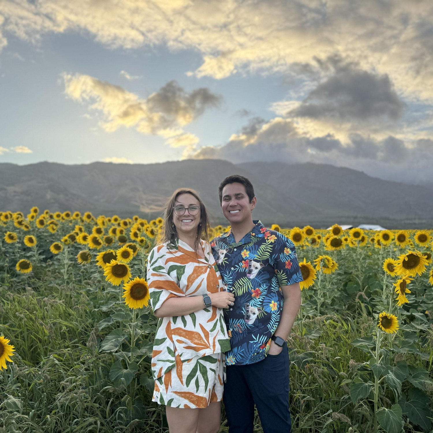 Sunflower fields in Maui