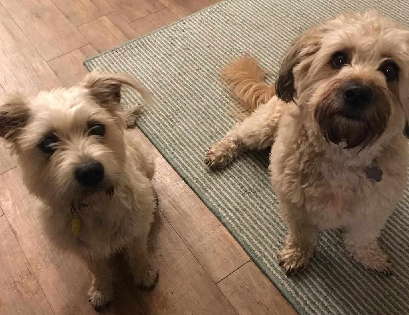 The Wedding Website of Kelly Grkinich and Alex Fauce