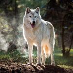 Wolf Mountain Nature Center