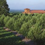 Texas Hill Country Olive Co.