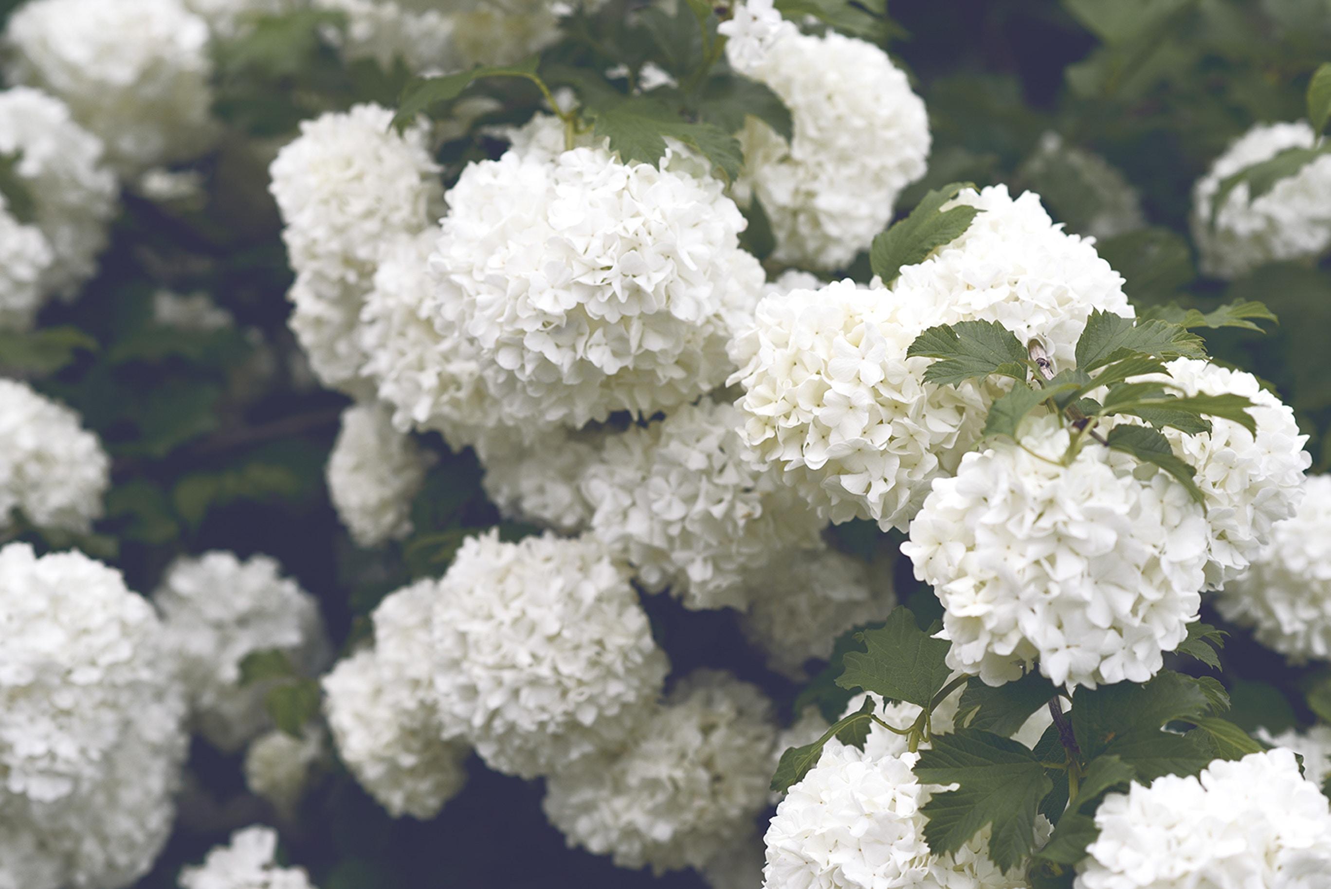 The Wedding Website of Cassandra O'Hara and Andrew Varenhorst