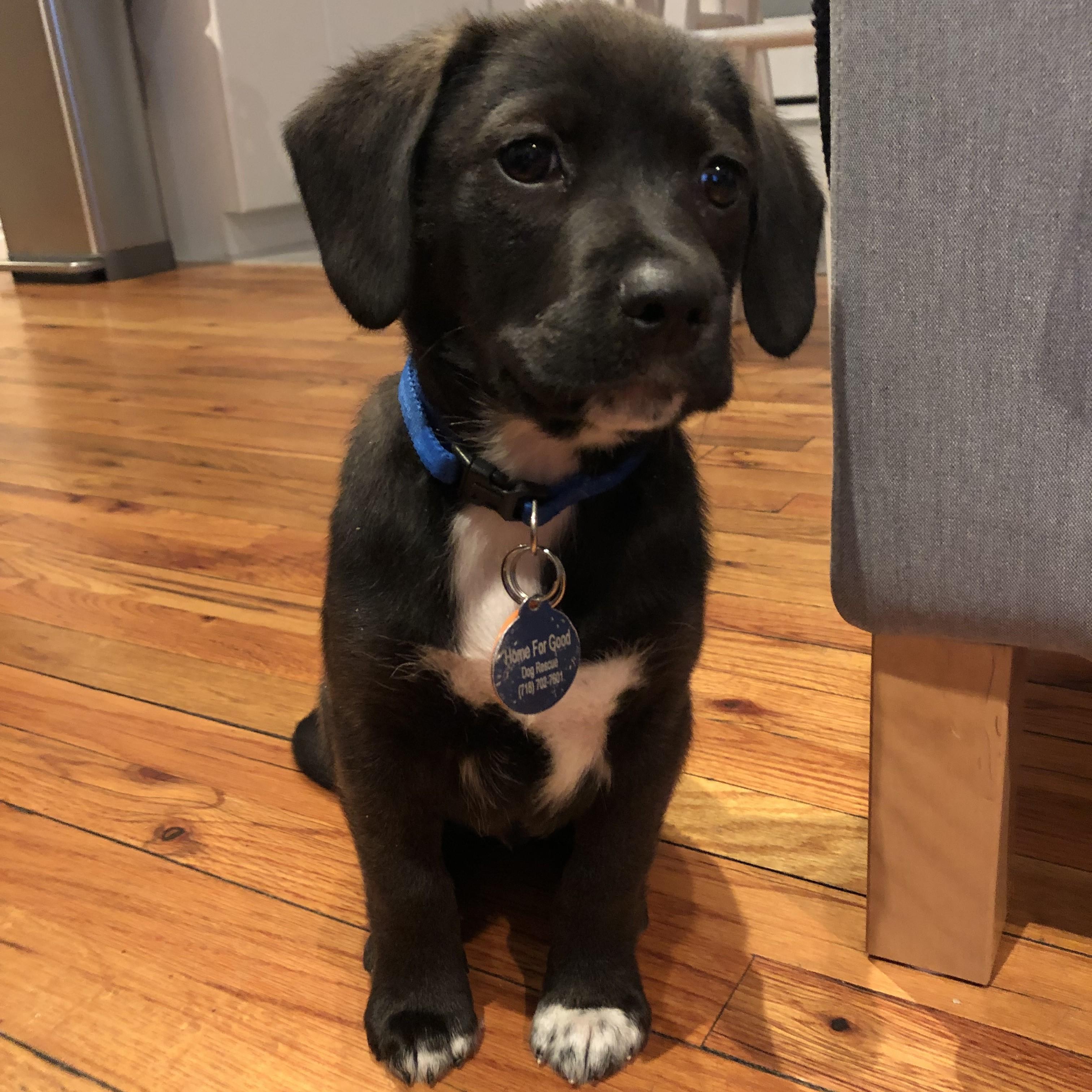 March 2019 - We adopted Patrick!