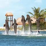 Delphinus Punta Cancún
