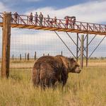 The Wild Animal Sanctuary