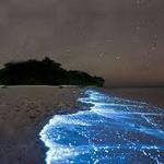 Bahía Bioluminiscente