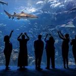 The Florida Aquarium