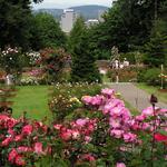 Portland's Rose Gardens