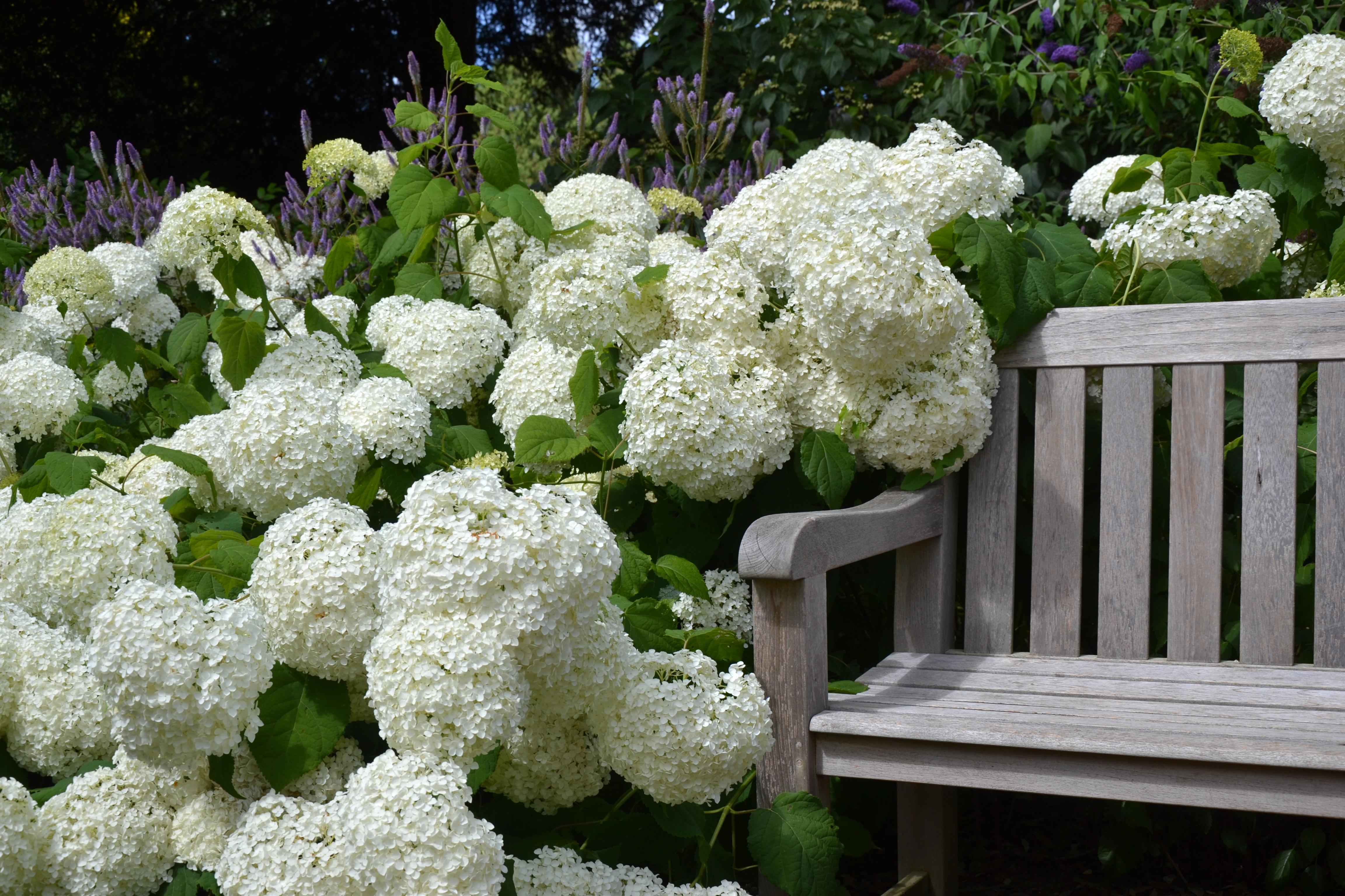 The Wedding Website of Annabelle Chambers and Michael Cresenzo