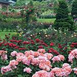 International Rose Test Garden
