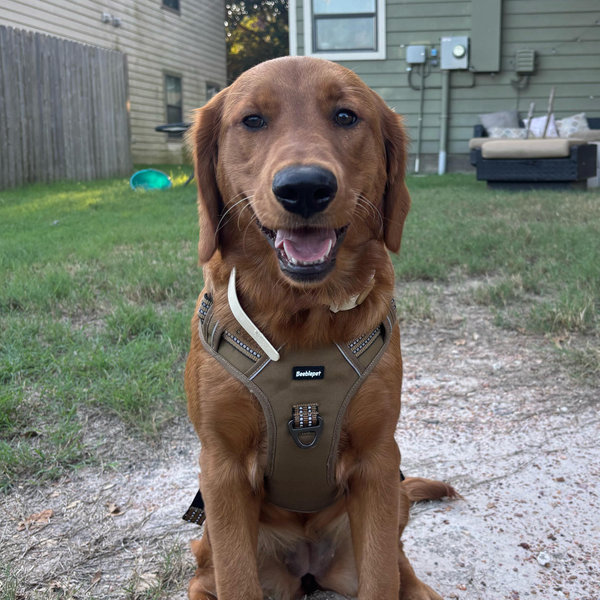 Our Golden Retriever Fund