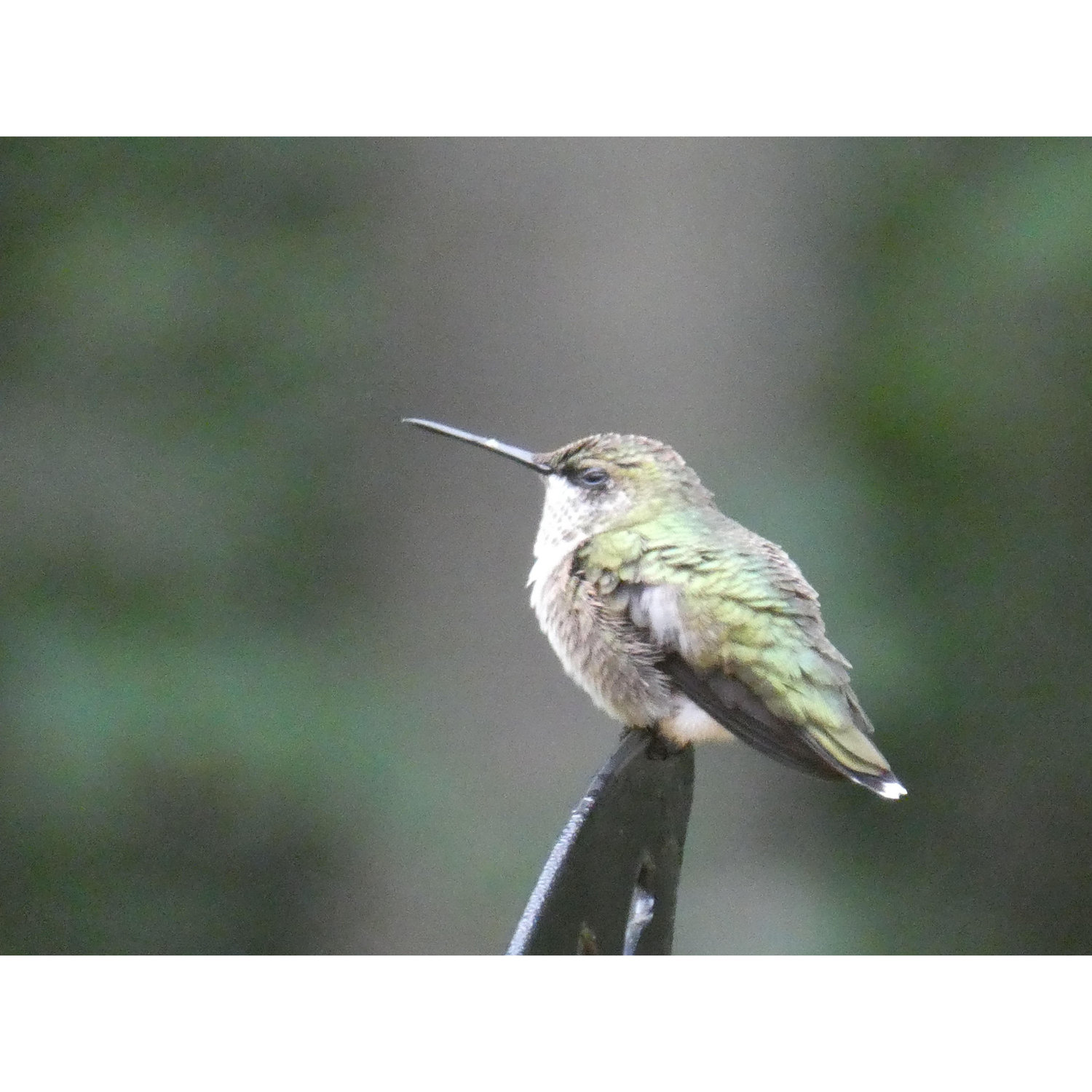 This is Pearl, a hummingbird who was at our house for months.