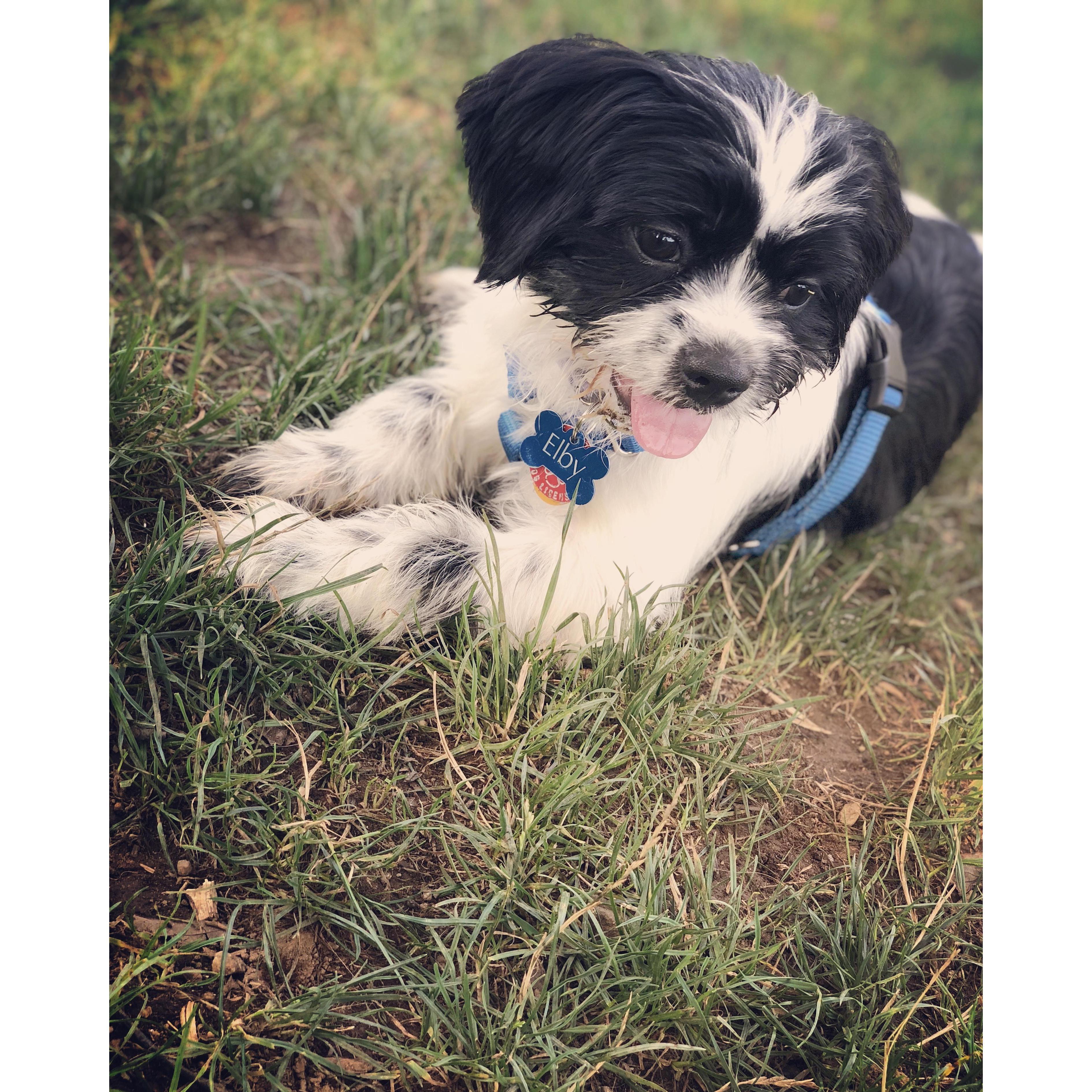 Elby adjusted really quick to being a part of our family.  This photo was taken at the dog park during his first trip to Naugatuck, CT. 

photo cred: Ashley Kistner