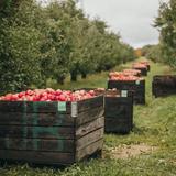 Uncle John's Cider Mill