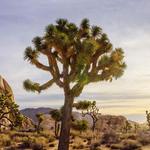 JOSHUA TREE NATIONAL PARK