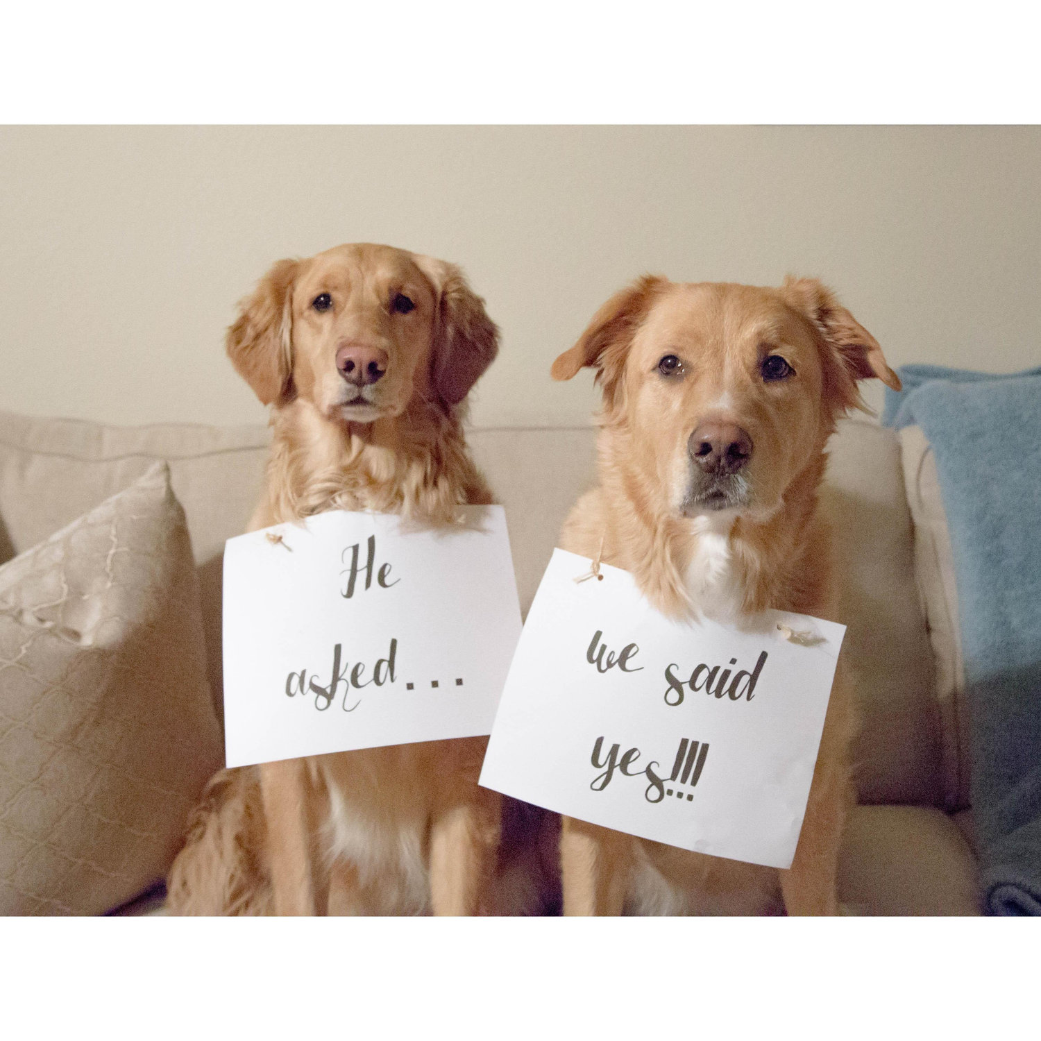 Even our dogs are happy!