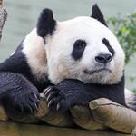 Edinburgh Zoo