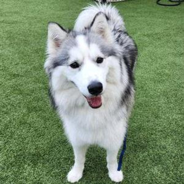 Animals in Need Fund