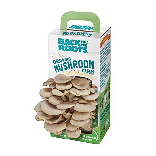 Back to the Roots Organic Mushroom Farm Grow Kit, Harvest Gourmet Oyster Mushrooms In 10 days, Top Gardening Gift, Holiday Gift, Unique Gift