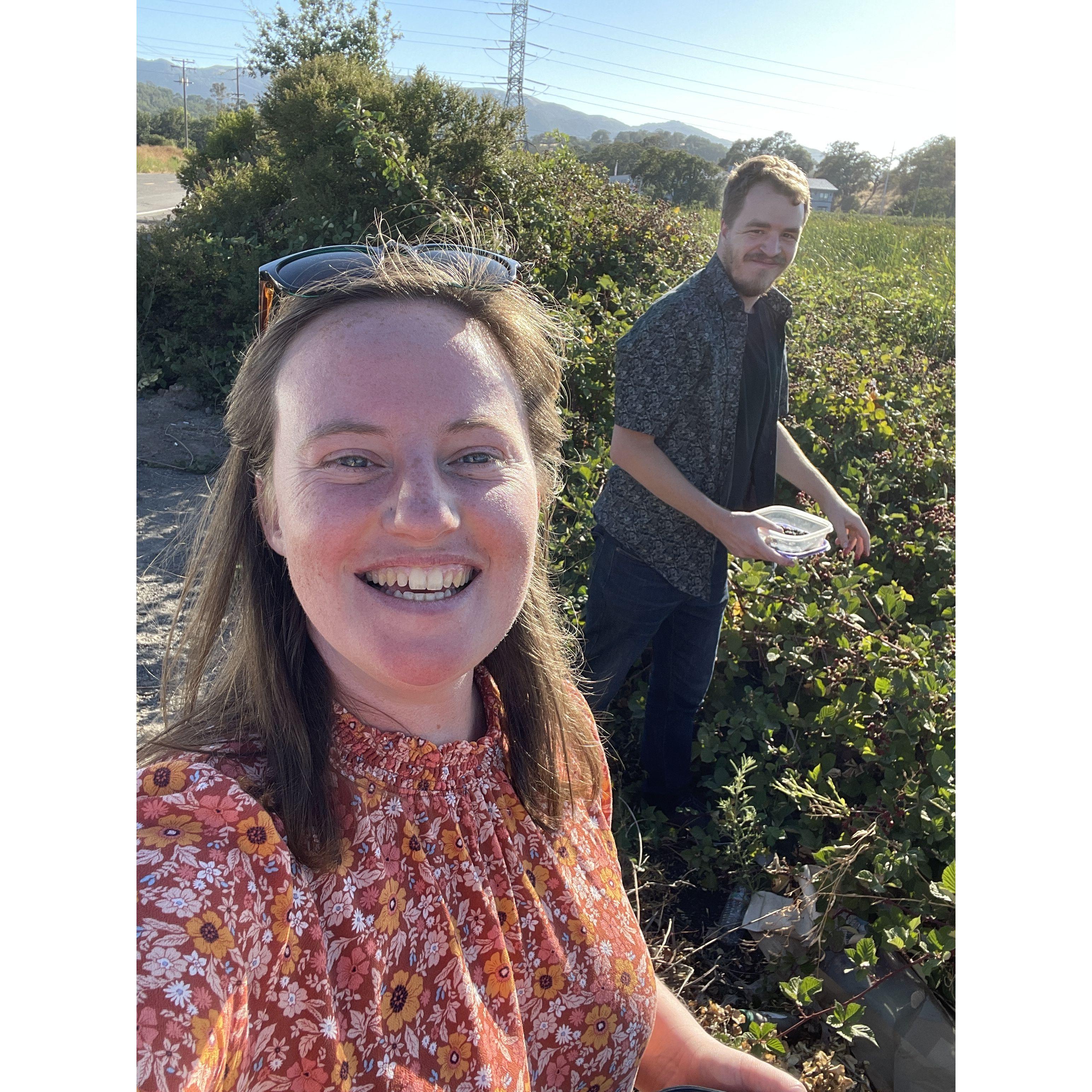 Blackberry Picking in Novato :)