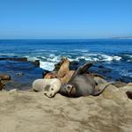 La Jolla Cove