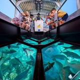 ORBB Glass Bottom Tours & Reef Snorkeling