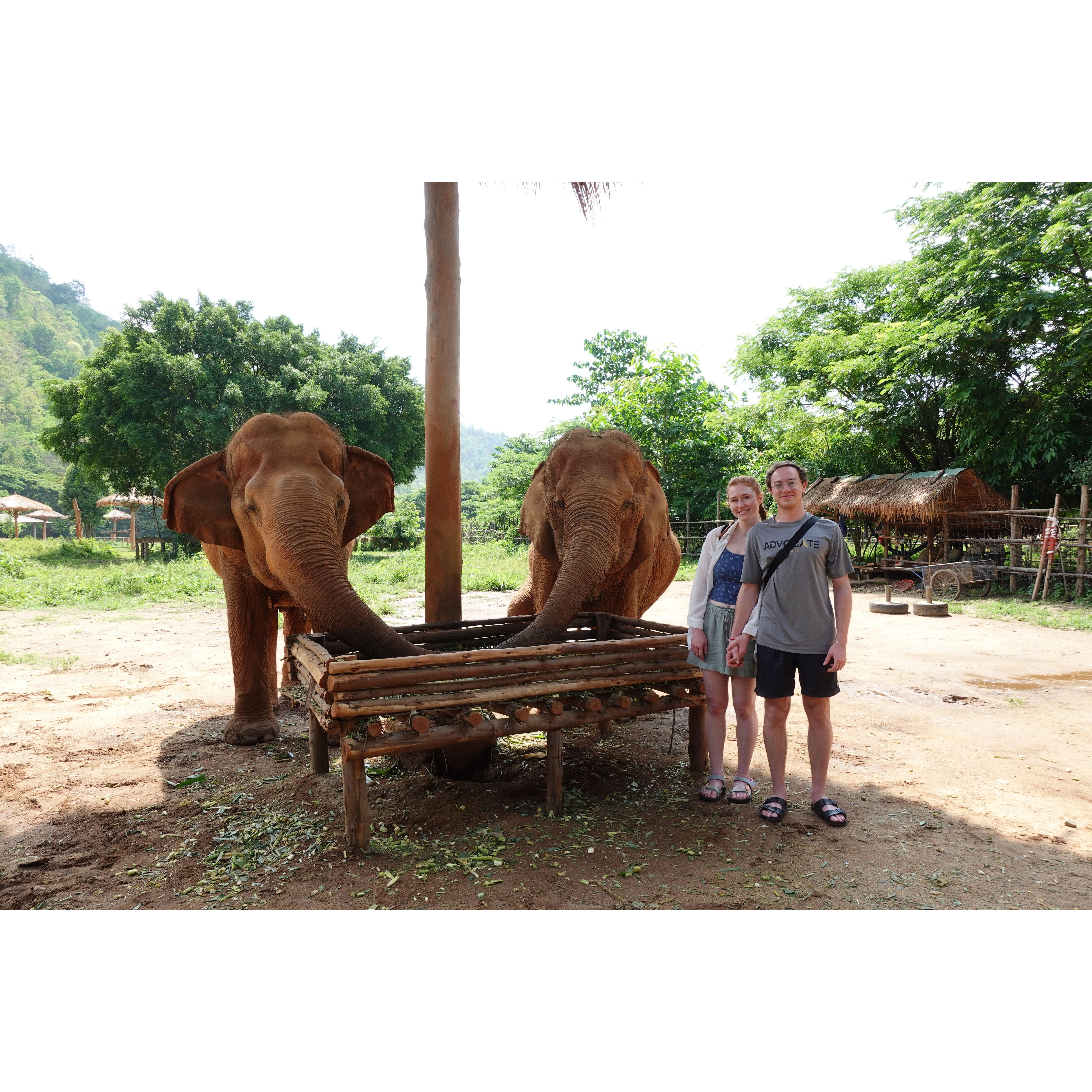 Seeing the elephants at the rescue center, Chiang Mai, Thailand