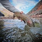 Vail Valley Anglers