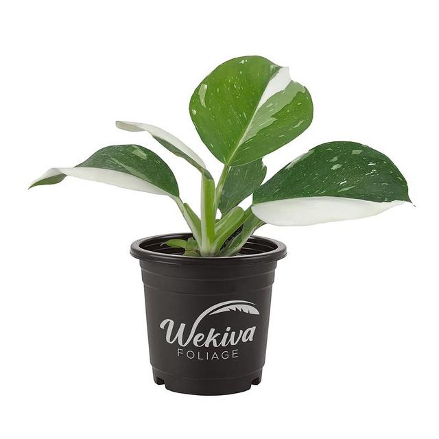 White Wizard Philodendron - Live Plant in a 4 Inch Nursery Pot - Philodendron Erubescens ‘White Wizard ’ - Extremely Rare Indoor Houseplant