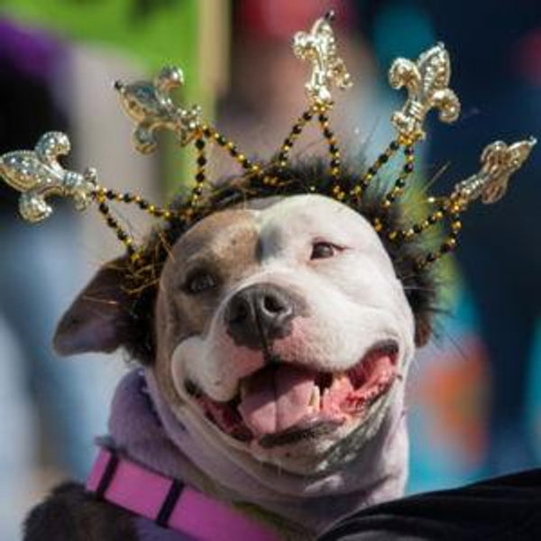 Donate to the Krewe of Barkus!