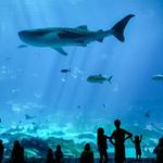 Georgia Aquarium